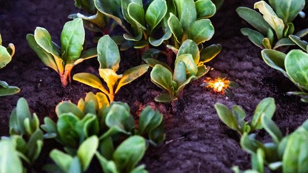 Laser machine weed removal process